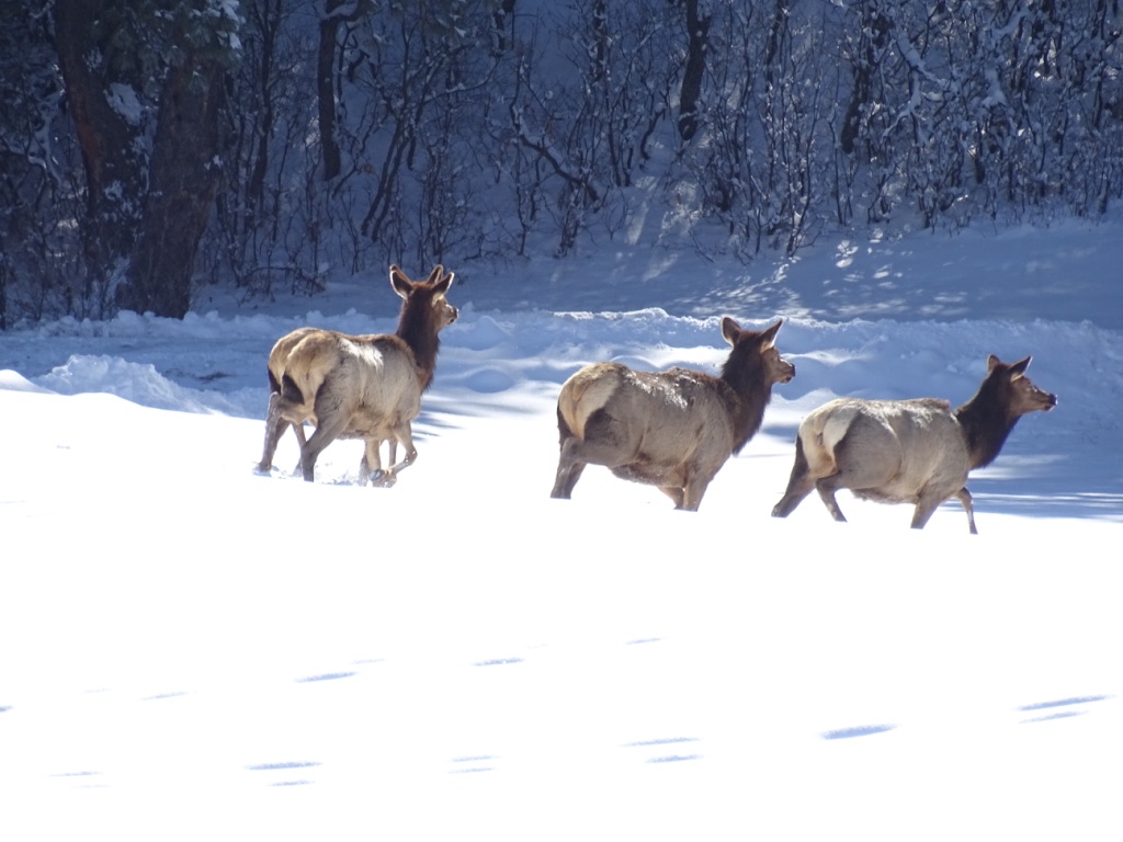 Elk Mountain 35 Pagosa Springs Hayden Outdoors