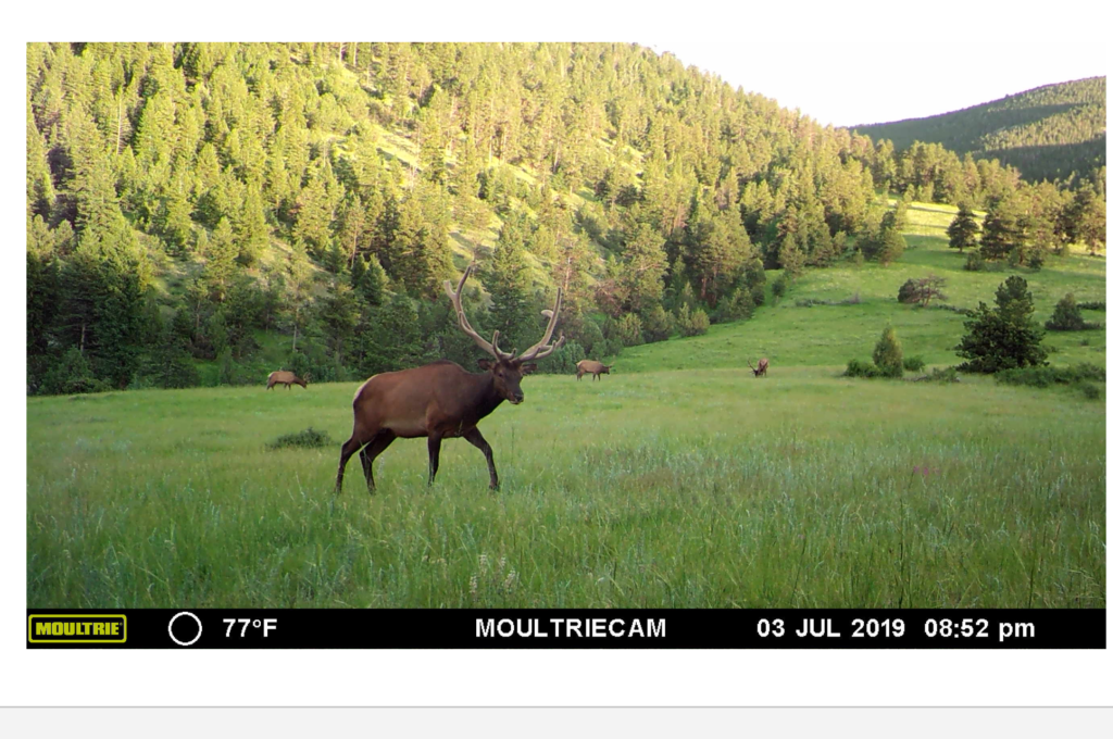 Elk Meadows Ranch Hayden Outdoors