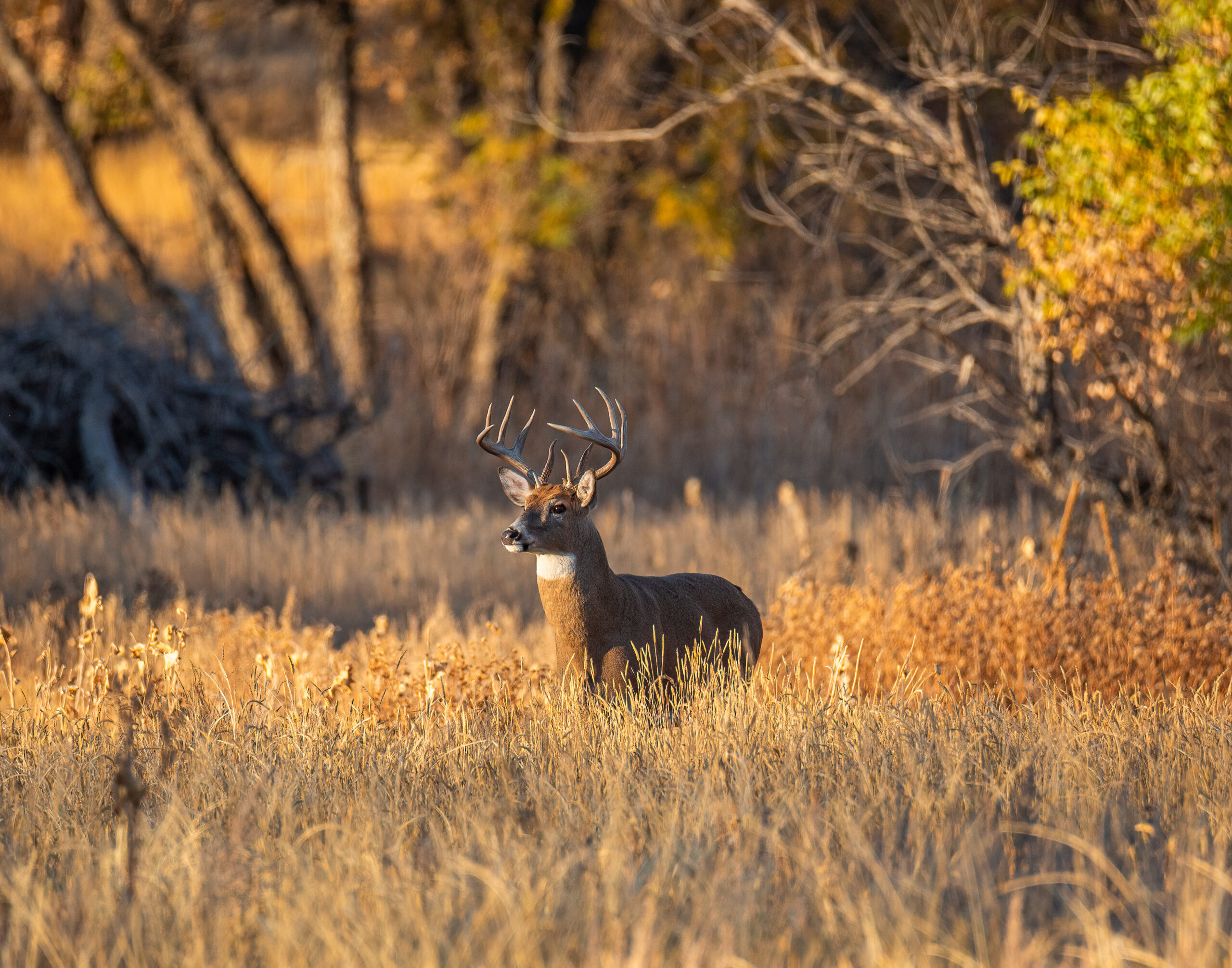 How to Increase the Value of Your Whitetail Hunting Land Hayden Outdoors